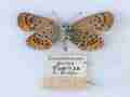 Plebejus argus (verso silver studded blue postdiscoelongata aberration) (Internet Image property of respective owner, non-commercial use only)